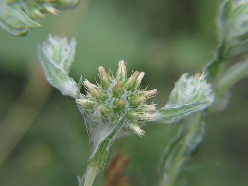 Filago germanica (Common Cudweed)