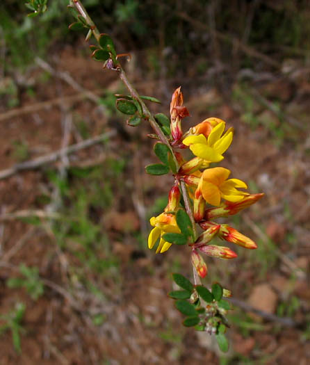 Acmispon glaber (deerweed)