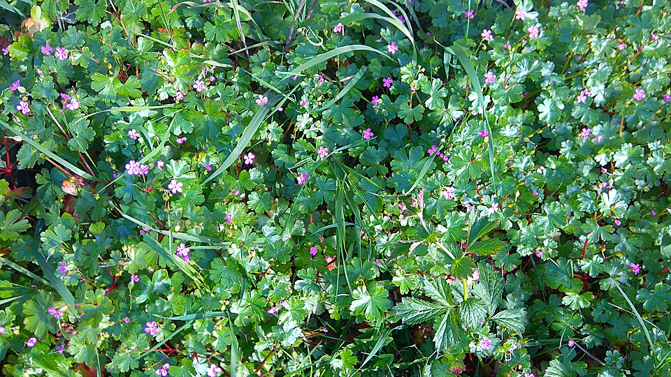 Geranium lucidum (shiny geranium) (alternate view 10)