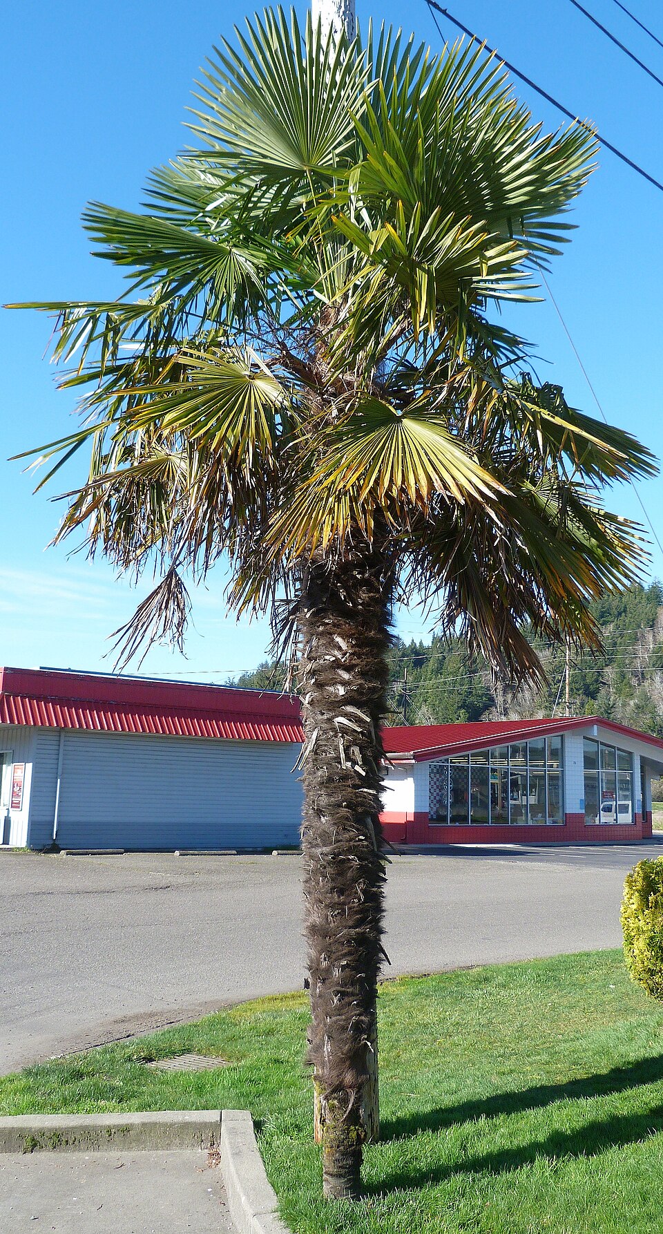 Trachycarpus fortunei (windmill palm) (alternate view 10)