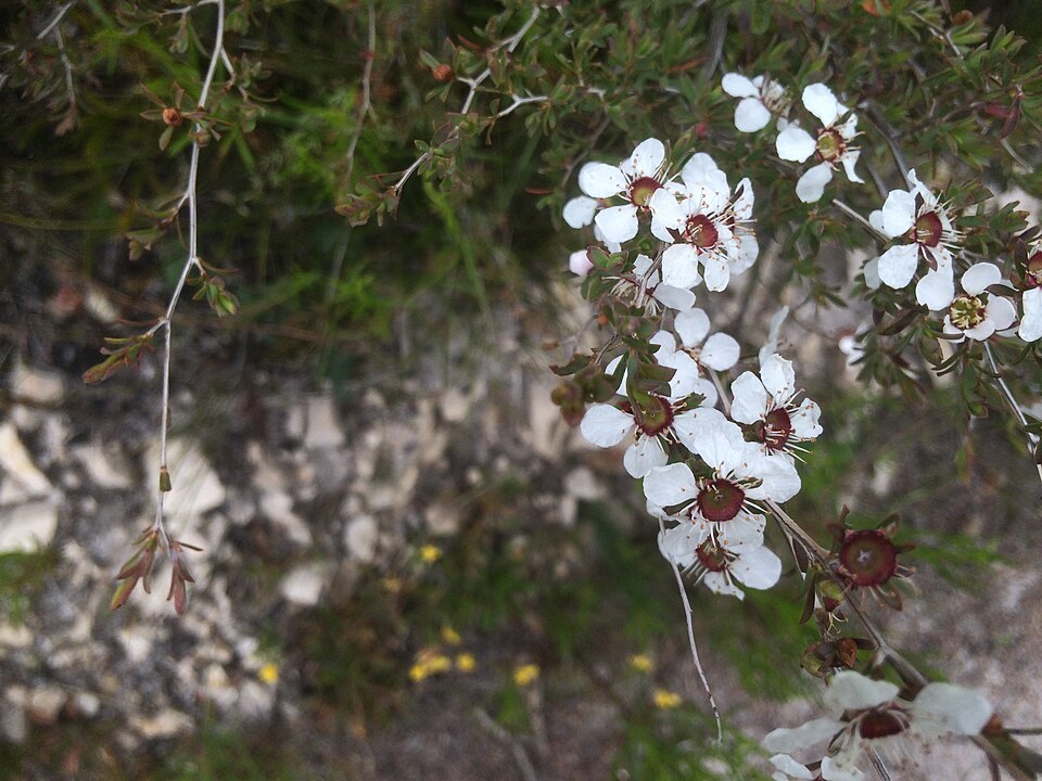 Leptospermum continentale (prickly tea-tree)
