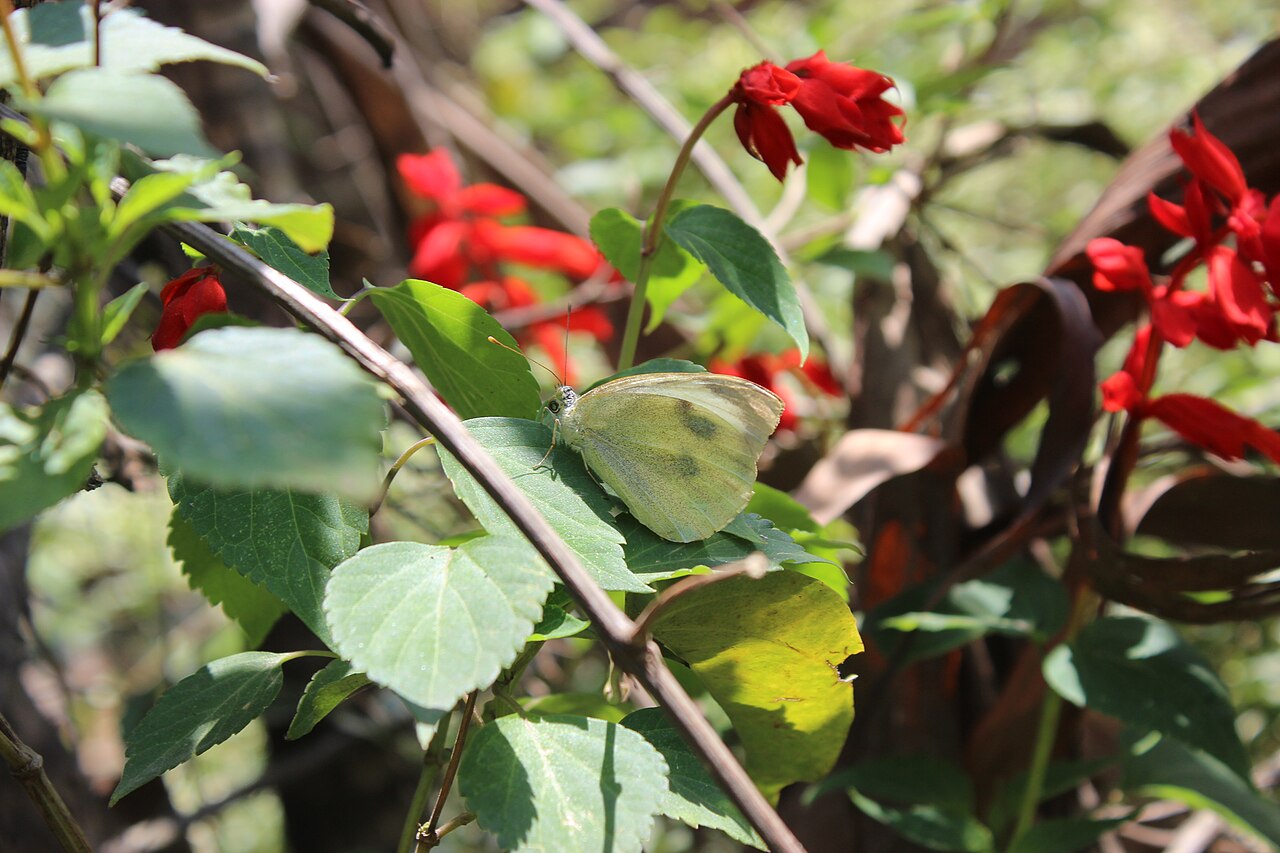 Salvia splendens, Scarlet sage — upright (Lamiaceae) (image 9 of 10)