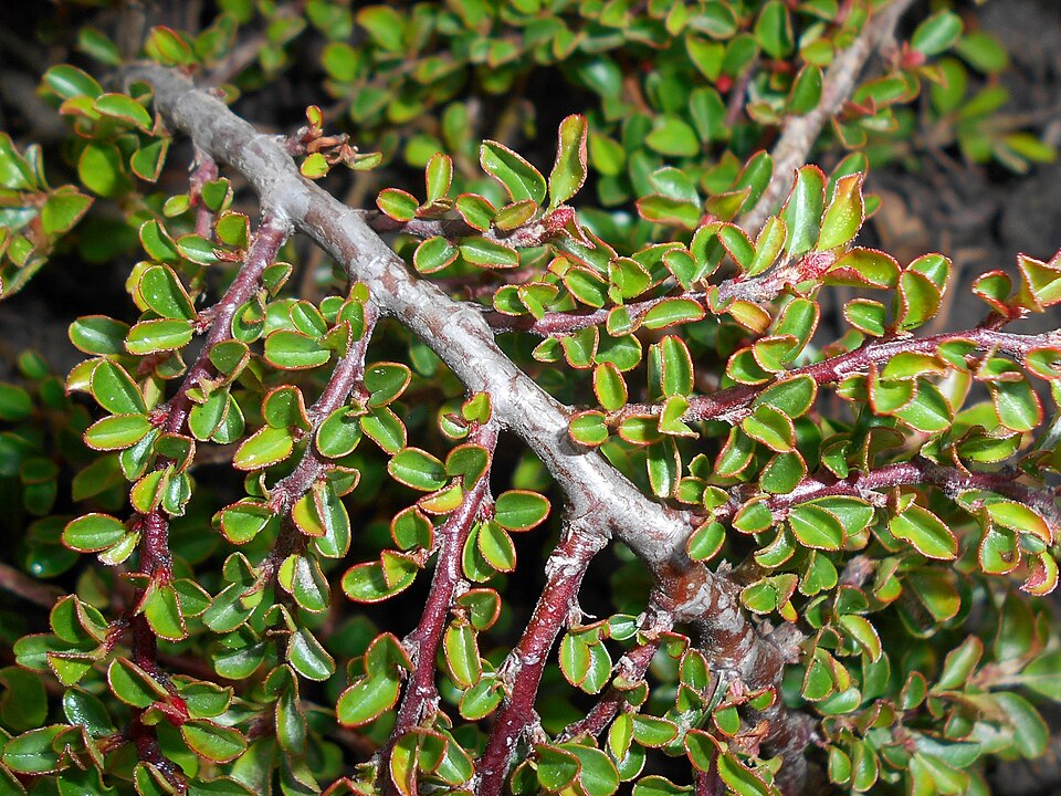 Cotoneaster adpressus 'Little Gem' (Little Gem Cotoneaster)