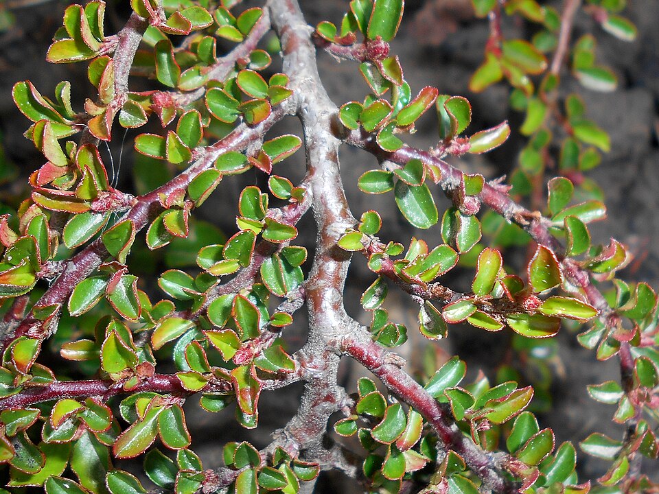 Cotoneaster adpressus 'Little Gem' (Little Gem Cotoneaster) (alternate view 2)