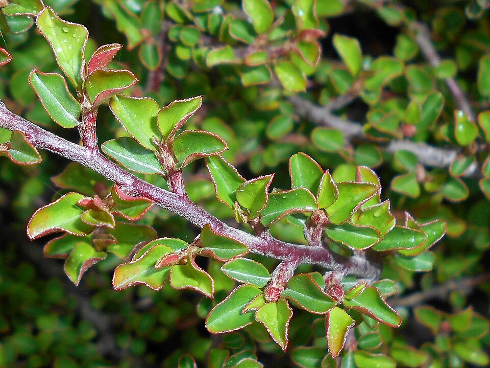 Cotoneaster adpressus 'Little Gem' (Little Gem Cotoneaster) (alternate view 3)