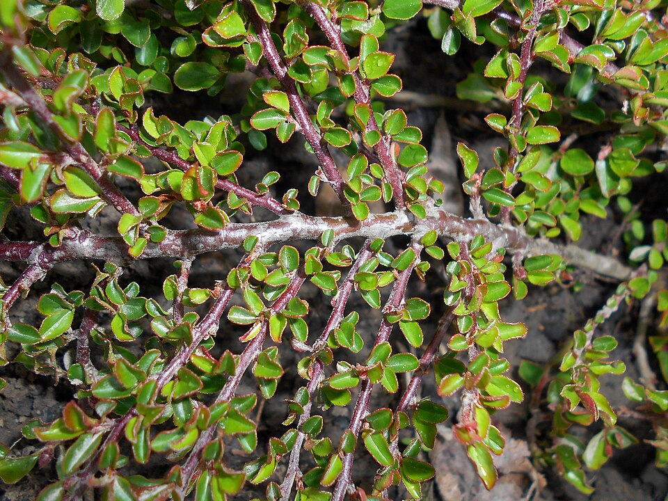 Cotoneaster adpressus 'Little Gem' (Little Gem Cotoneaster) (alternate view 4)