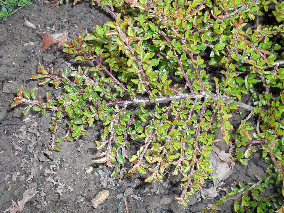 Cotoneaster adpressus 'Little Gem' (Little Gem Cotoneaster) (alternate view 5)