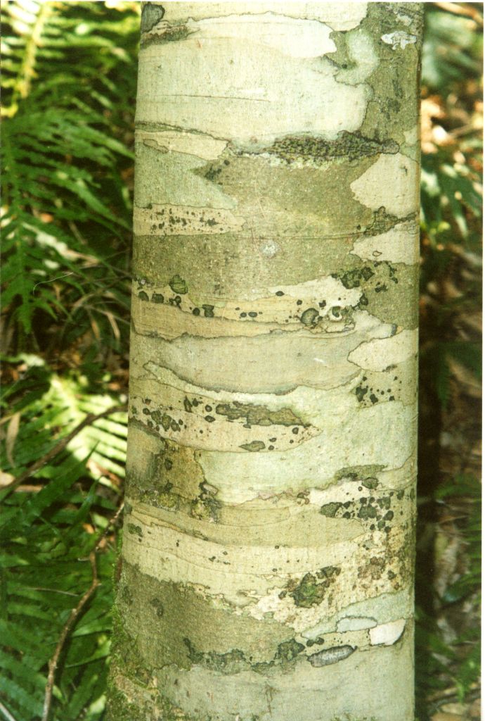 Ceratopetalum apetalum (coachwood) (alternate view 8)