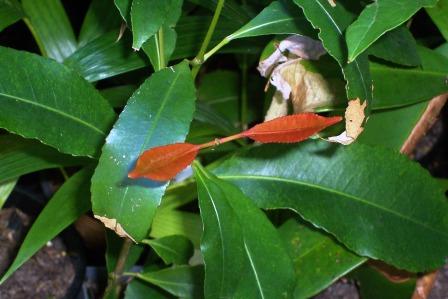 Ceratopetalum apetalum (coachwood) (alternate view 9)
