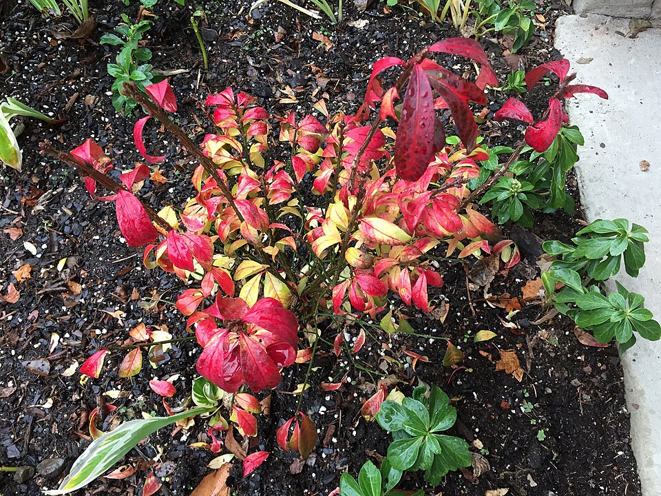 Euonymus alatus 'Compactus' (dwarf winged euonymus) (alternate view 2)