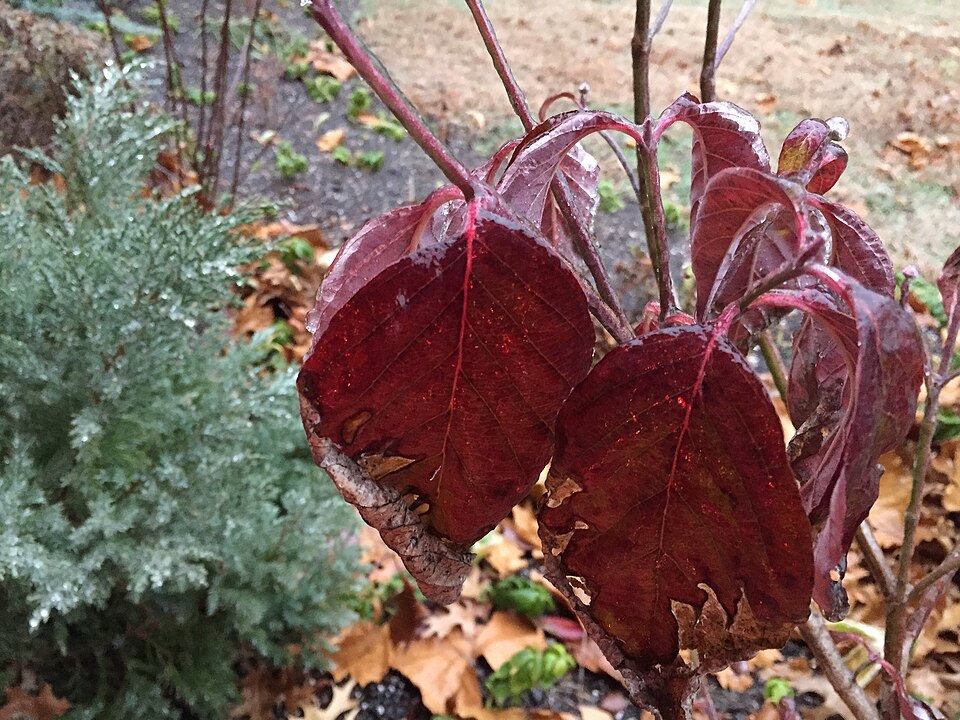 Cornus florida 'Cherokee Brave' (Cherokee Brave Dogwood)