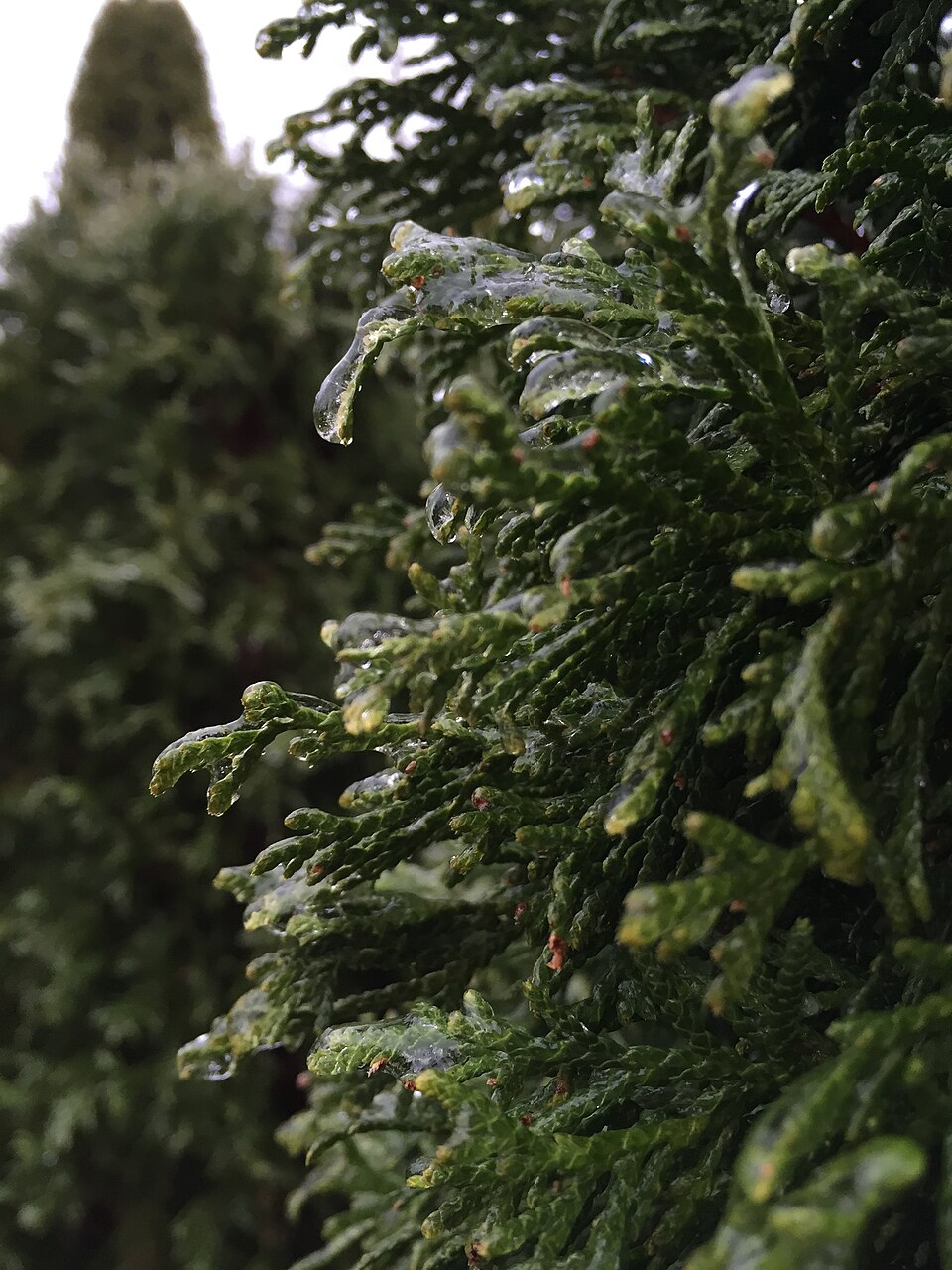 Thuja occidentalis 'Smaragd' (Emerald Green Arborvitae) (alternate view 2)