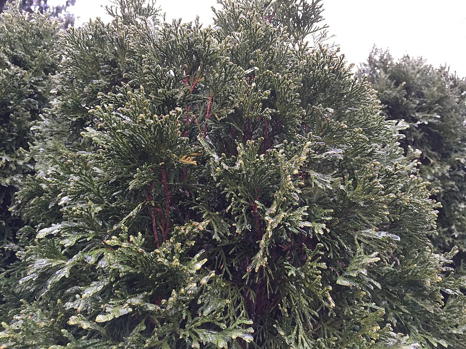Thuja occidentalis 'Smaragd' (Emerald Green Arborvitae) (alternate view 3)