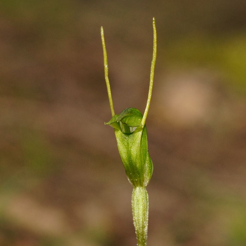 Pterostylis nana (dwarf greenhood)