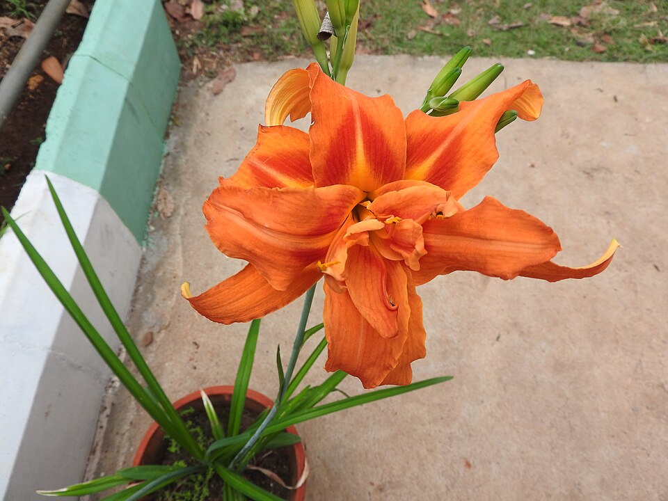 Hemerocallis (daylilies) (alternate view 11)