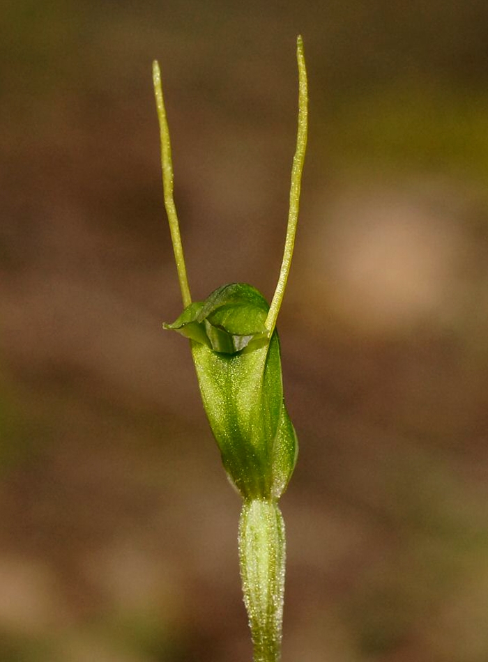 Pterostylis nana (dwarf greenhood) (alternate view 2)