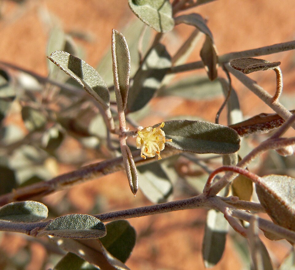 Croton californicus (California croton) (alternate view 9)