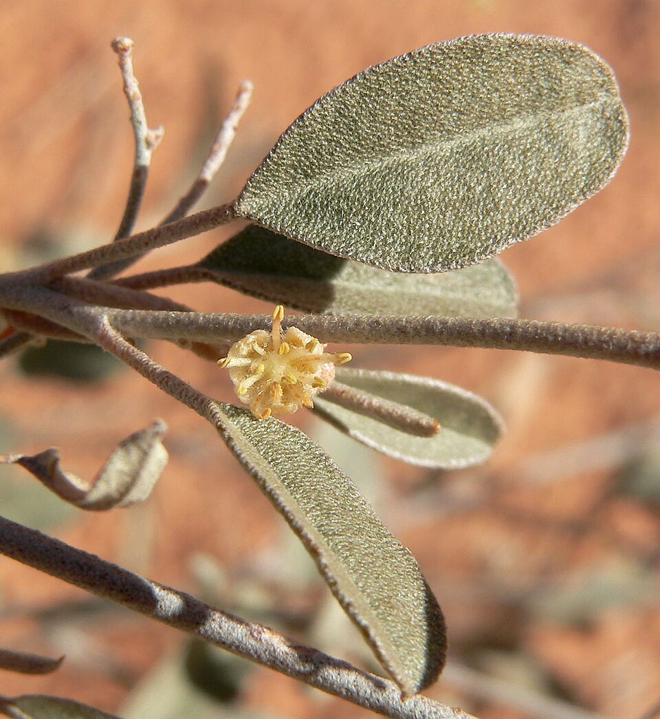 Croton californicus (California croton) (alternate view 10)
