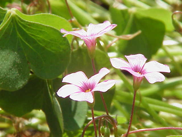 Oxalis articulata (pink-sorrel)