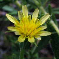Uropappus lindleyi (silverpuffs) (alternate view 7)