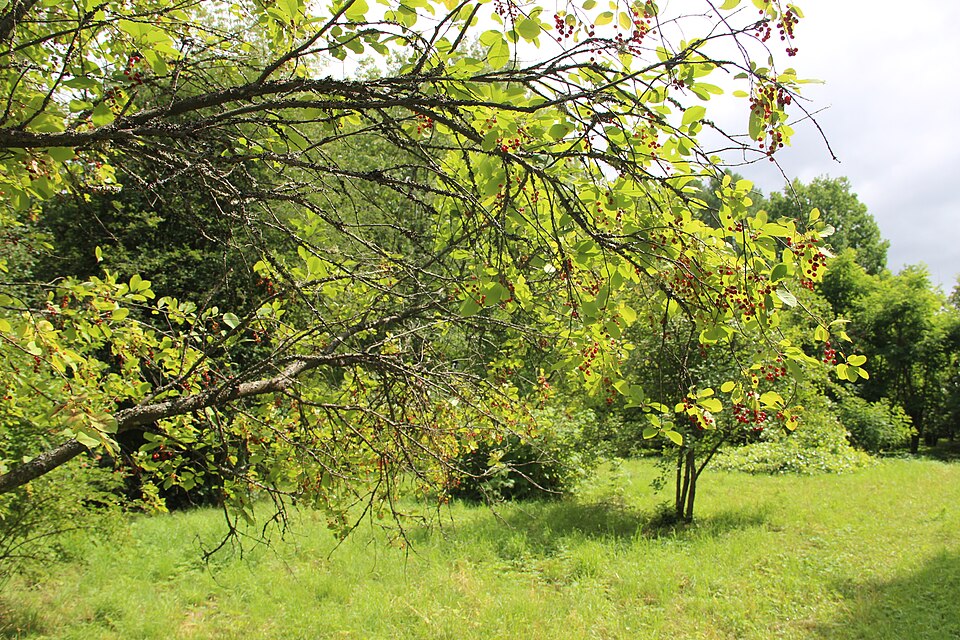 Prunus pensylvanica (fire cherry) (alternate view 7)