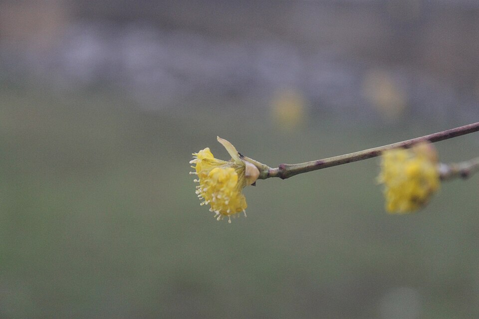 Cornus (dogwoods) (alternate view 2)
