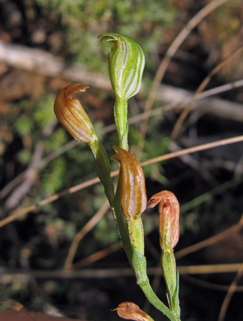 Pterostylis parviflora (tiny greenhood) (alternate view 6)