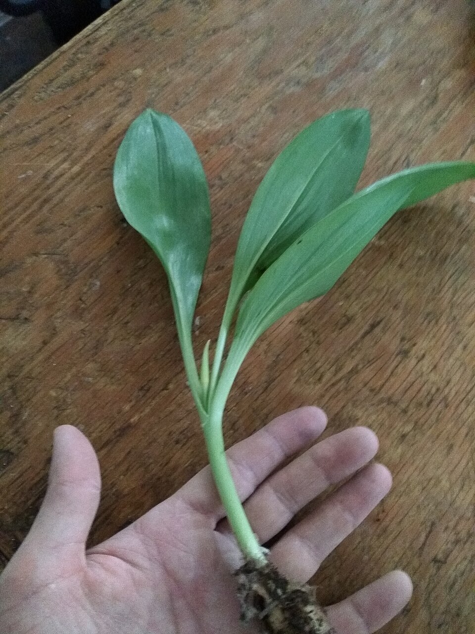 Allium tricoccum (wide leek) (alternate view 4)