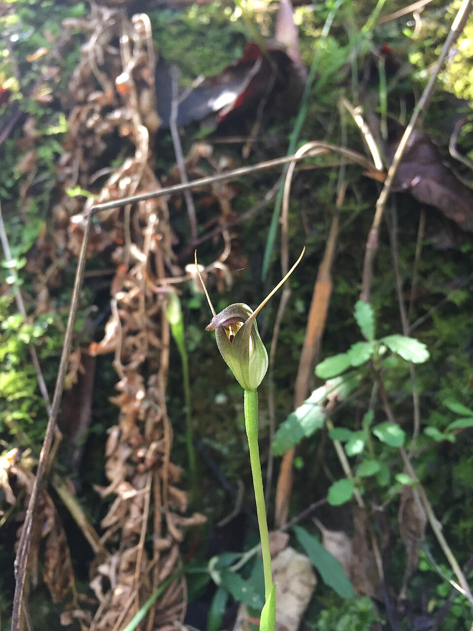 Pterostylis pedunculata (maroonhood) (alternate view 3)