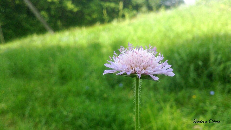 Scabiosa (Pincushion flowers) (alternate view 5)