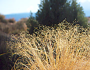 Eriocoma hymenoides (Sand Ricegrass) (alternate view 7)