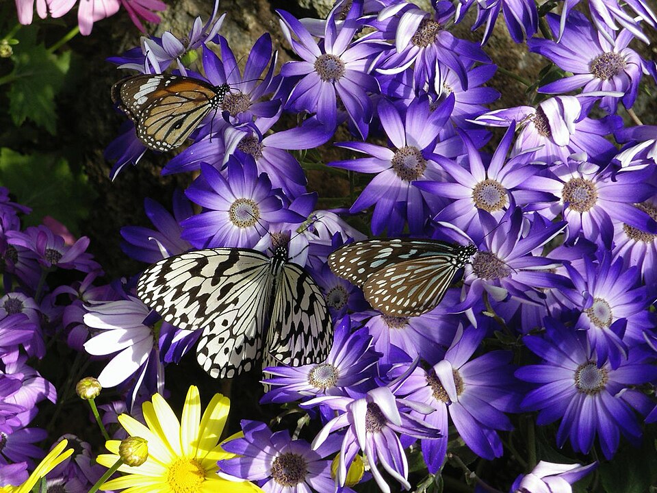 Pericallis × hybrida (Florist's cineraria) (alternate view 9)