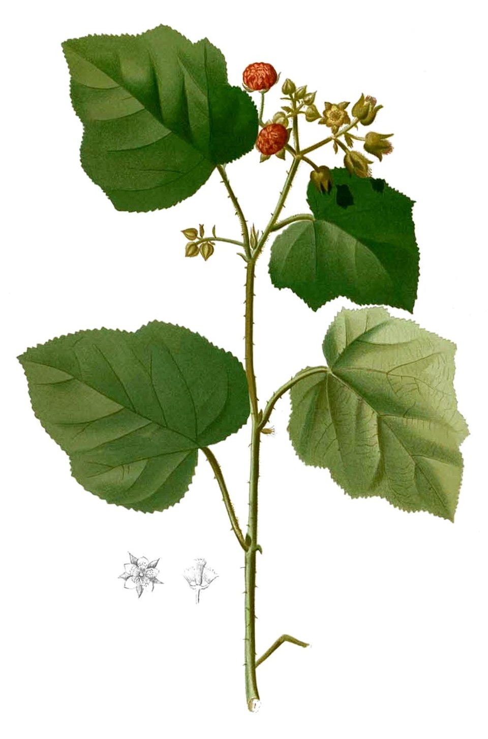 Rubus moluccanus (Molucca Bramble) (alternate view 6)