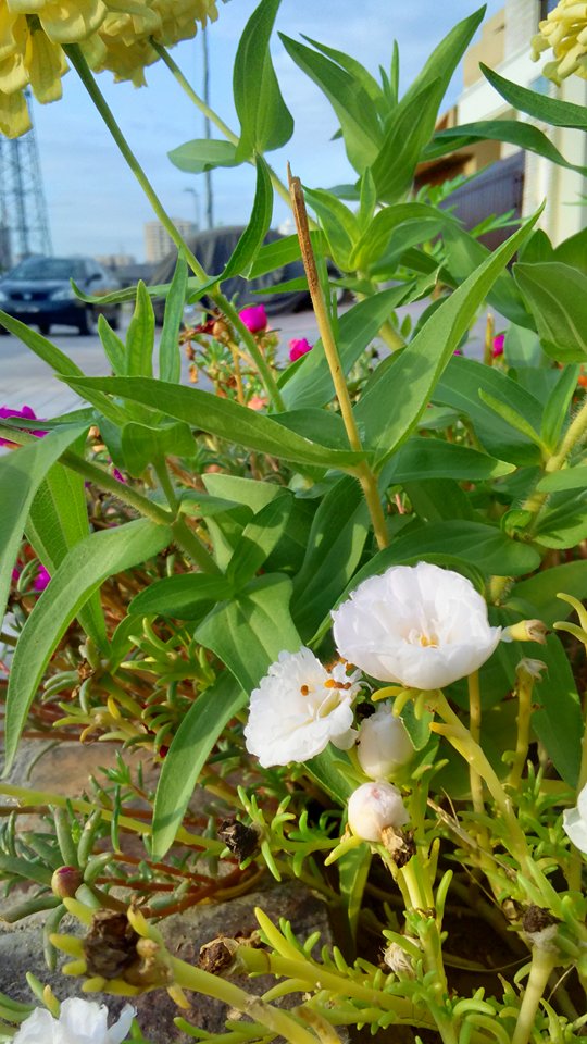 Portulaca (purslanes) (alternate view 7)