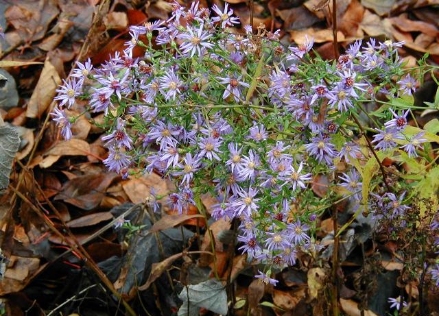 Symphyotrichum cordifolium (Common Blue Wood Aster)