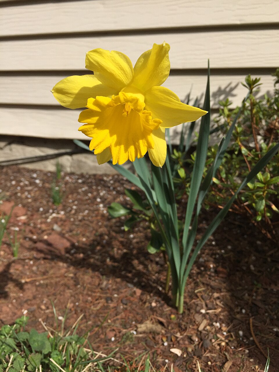 Narcissus 'King Alfred' (King Alfred Daffodil) (alternate view 5)