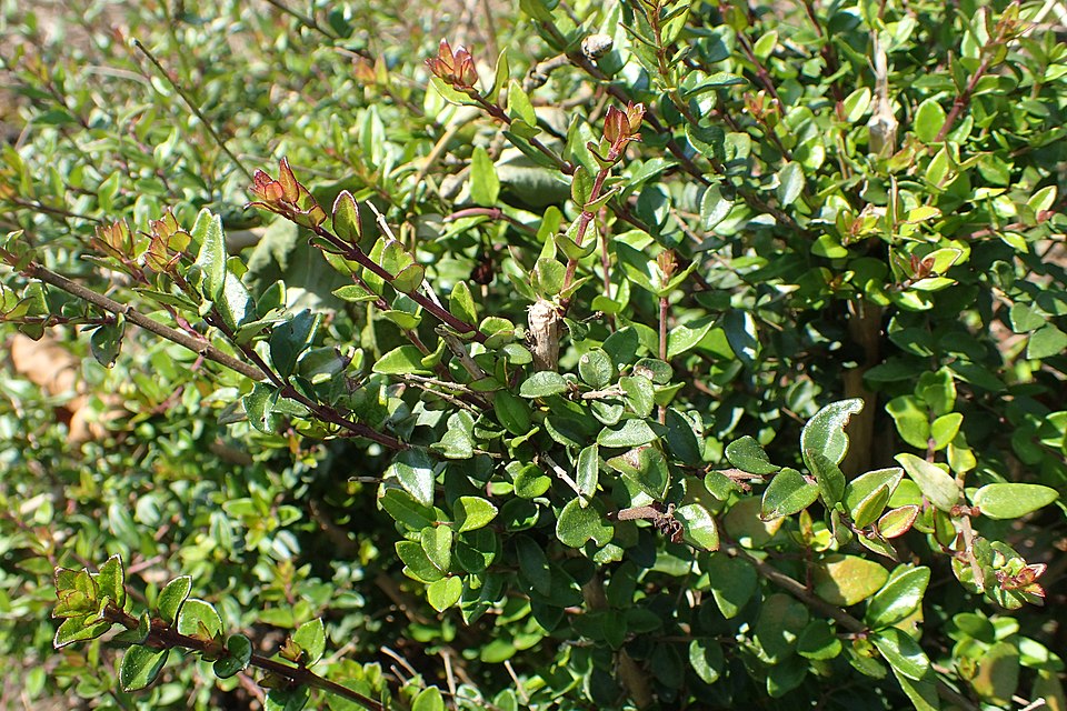 Lonicera ligustrina var. yunnanensis (box honeysuckle) (alternate view 8)