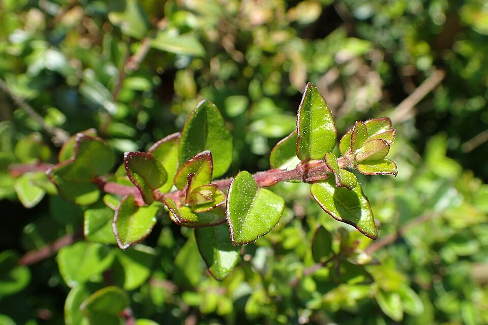 Lonicera ligustrina var. yunnanensis (box honeysuckle) (alternate view 9)