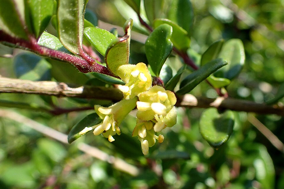 Lonicera ligustrina var. yunnanensis (box honeysuckle) (alternate view 10)