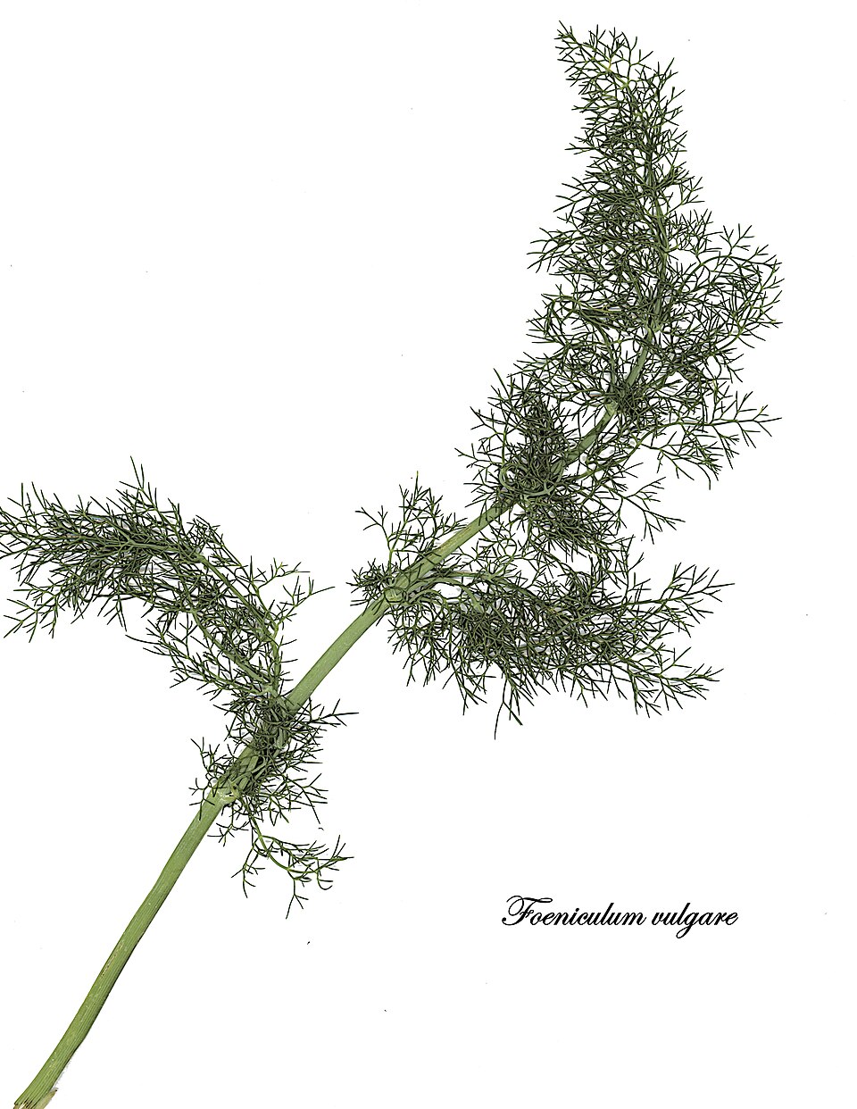 Foeniculum vulgare (Fennel) (alternate view 10)