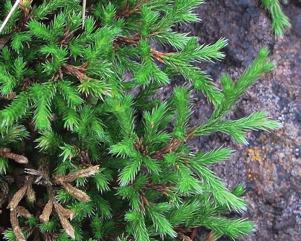 Selaginella bigelovii (Bigelow's Spikemoss) (alternate view 3)