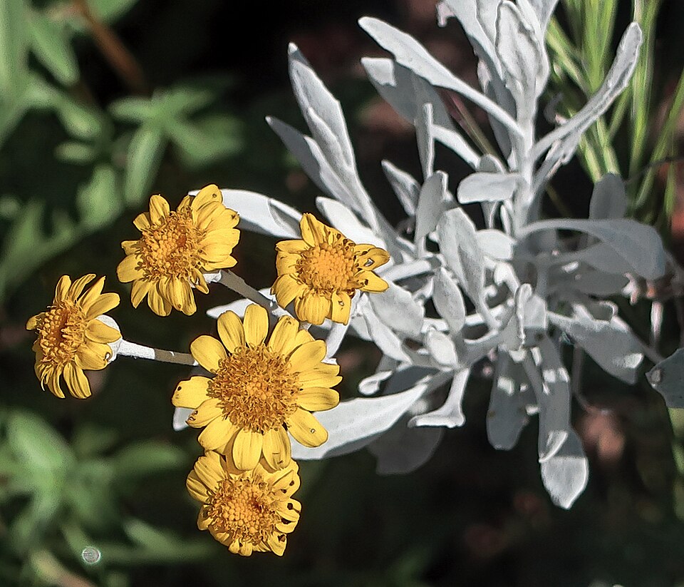 Lepidospartum squamatum (California Broomsage) (alternate view 3)