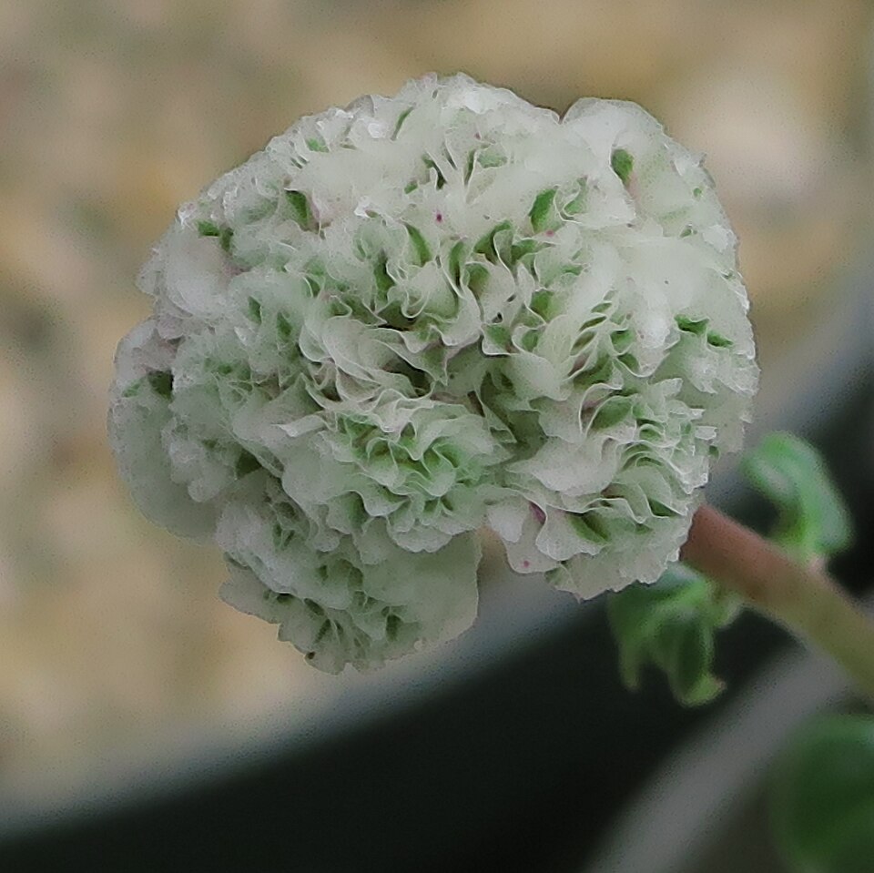 Calyptridium monospermum (One-seeded Pussypaws) (alternate view 9)