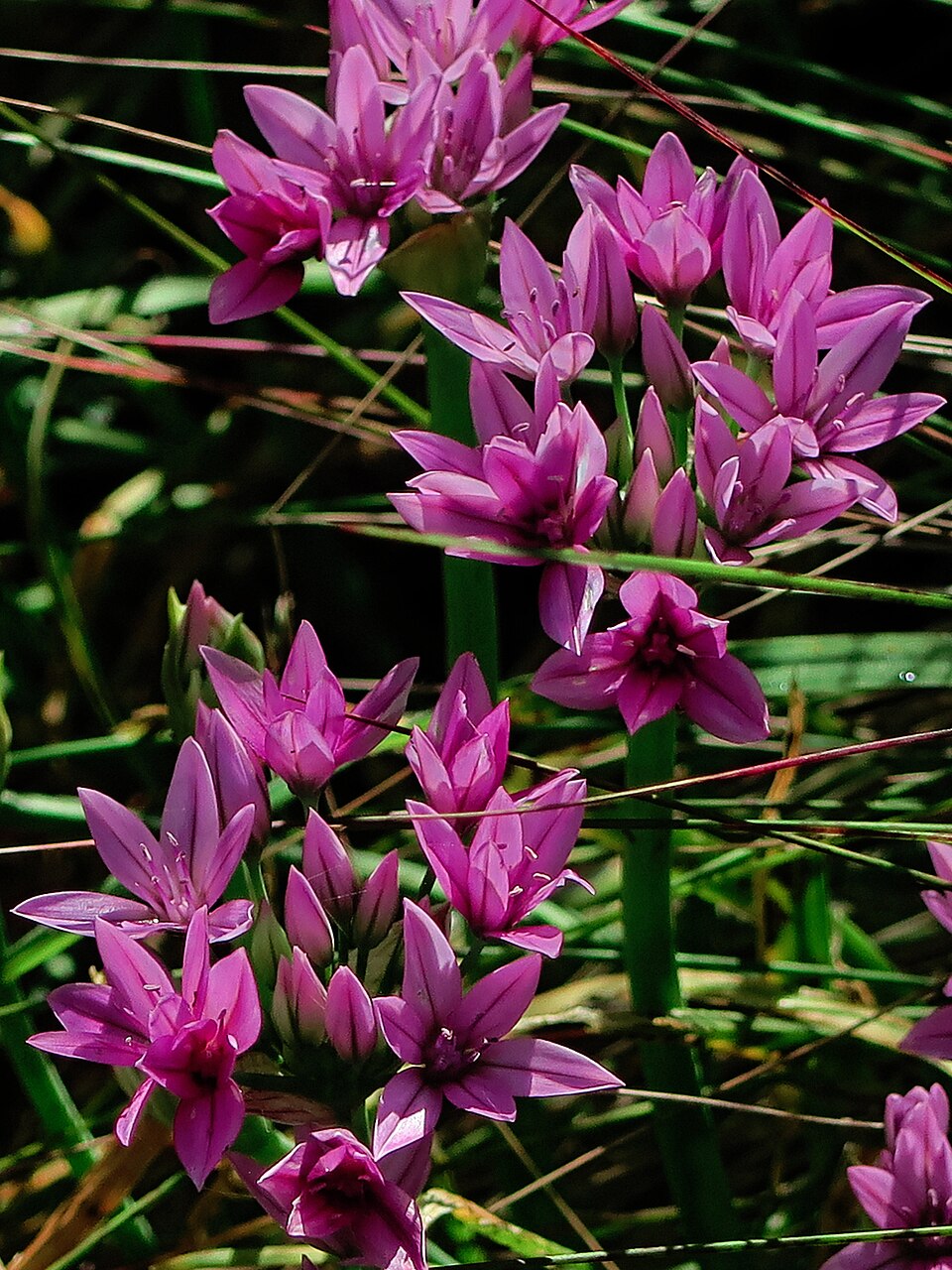 Allium unifolium (one-leaved onion) (alternate view 9)