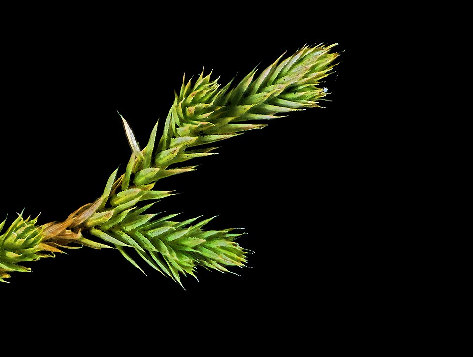 Selaginella bigelovii (Bigelow's Spikemoss) (alternate view 4)