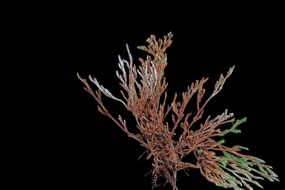 Selaginella bigelovii (Bigelow's Spikemoss) (alternate view 5)