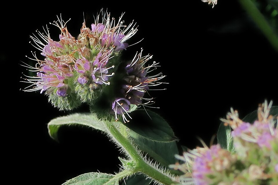 Phacelia californica (California phacelia) (alternate view 11)