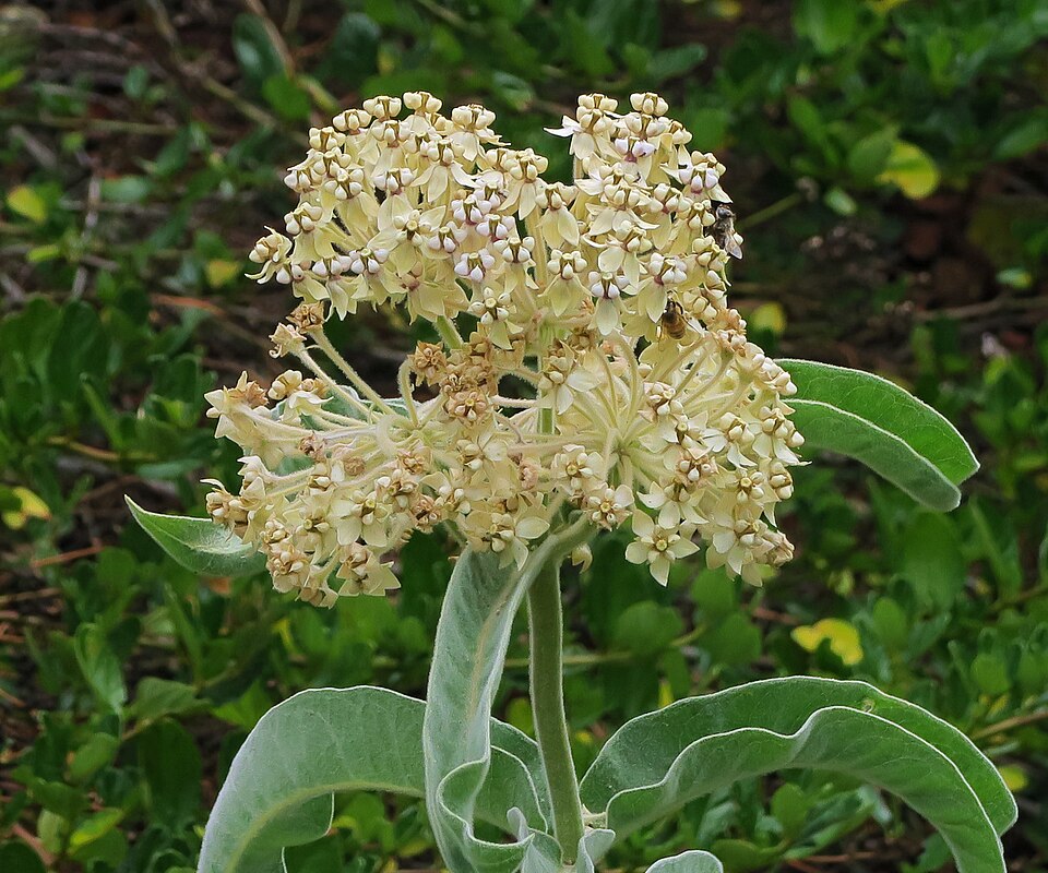 Asclepias eriocarpa (woollypod milkweed) (alternate view 7)