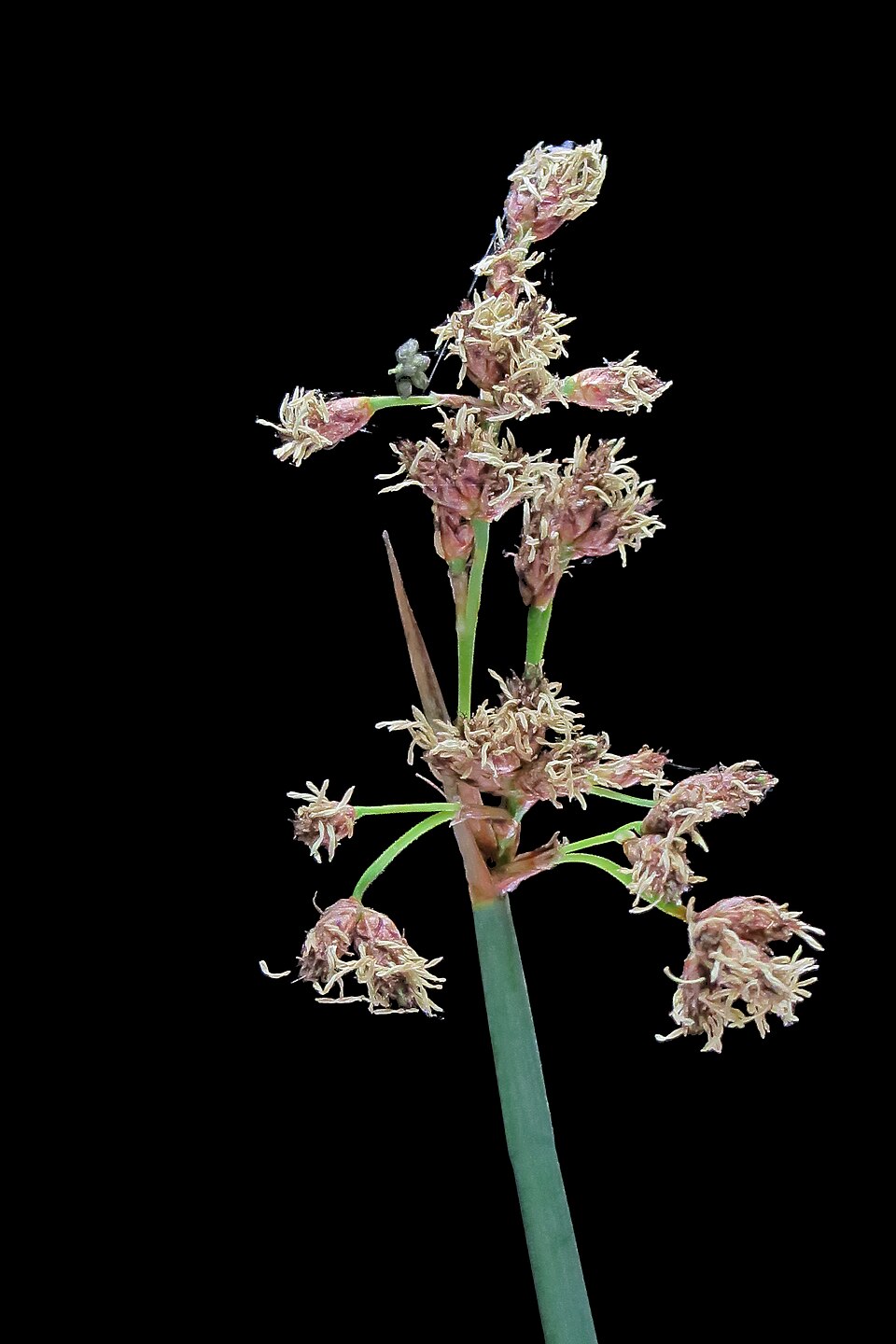 Schoenoplectus acutus (hardstem bulrush) (alternate view 8)