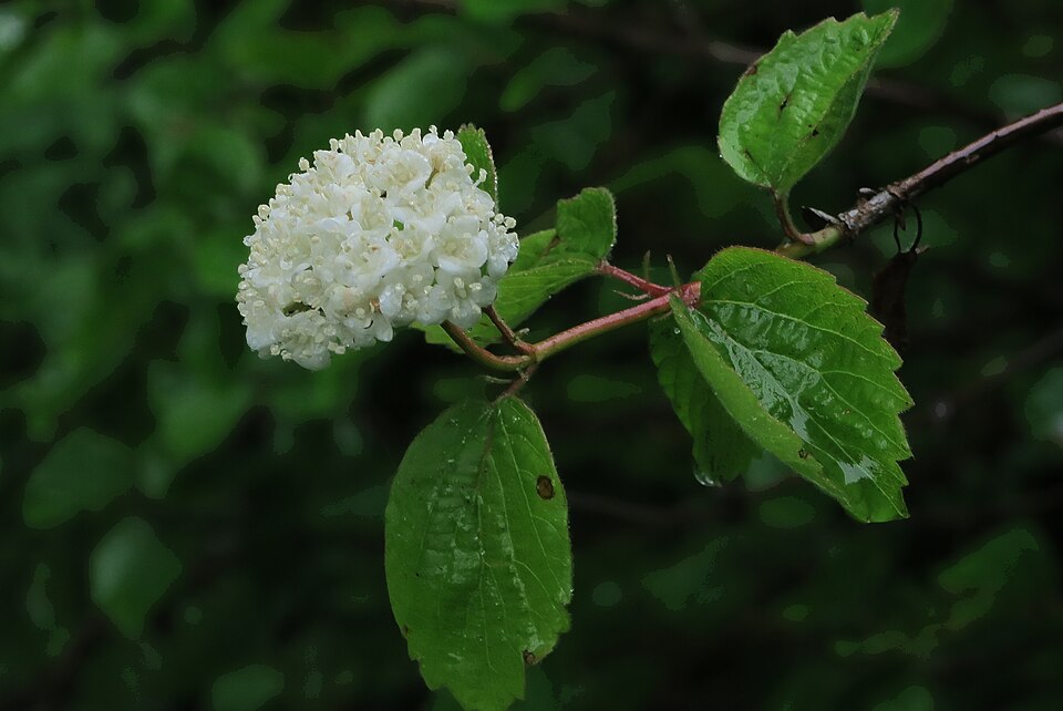 Viburnum ellipticum (Oval-leaf Viburnum) (alternate view 9)
